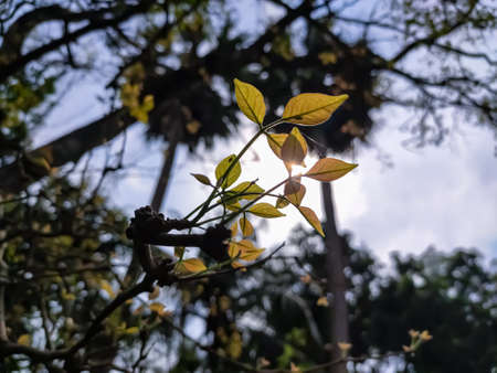Aegle marmelos, commonly known as bael, also Bengal quince, golden apple, Japanese bitter orange, stone apple or wood apple, is a species of tree native to the Indian subcontinent and Southeast Asia.の写真素材
