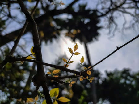 Aegle marmelos, commonly known as bael, also Bengal quince, golden apple, Japanese bitter orange, stone apple or wood apple, is a species of tree native to the Indian subcontinent and Southeast Asia.の写真素材