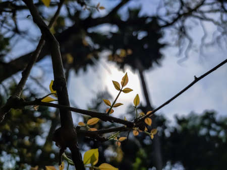 Aegle marmelos, commonly known as bael, also Bengal quince, golden apple, Japanese bitter orange, stone apple or wood apple, is a species of tree native to the Indian subcontinent and Southeast Asia.の写真素材