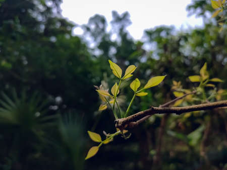 Aegle marmelos, commonly known as bael, also Bengal quince, golden apple, Japanese bitter orange, stone apple or wood apple, is a species of tree native to the Indian subcontinent and Southeast Asia.の写真素材