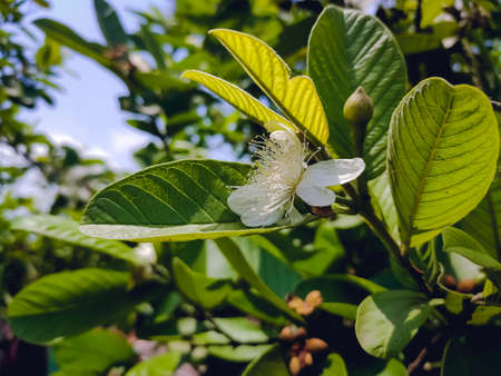 Guava is a common tropical fruit cultivated in many tropical and subtropical regions. Psidium guajava is a small tree in the myrtle family, native to Mexico, Central America, Asia, etc.の写真素材