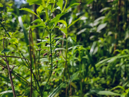 Scoparia dulcis is a species of flowering plant in the plantain family. Common names include licorice weed, goatweed, scoparia-weed and sweet-broom in English, tapeiÃ§ava, tapixaba, and many countries.の写真素材