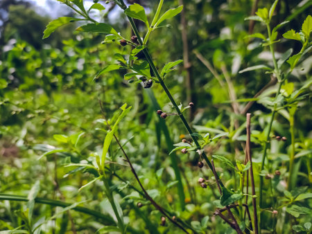Scoparia dulcis is a species of flowering plant in the plantain family. Common names include licorice weed, goatweed, scoparia-weed and sweet-broom in English, tapeiÃ§ava, tapixaba, and many countries.の写真素材