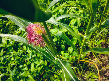 Maize, also known as corn, is a cereal grain first domesticated by indigenous peoples in southern Mexico about 10,000 years ago.の写真素材