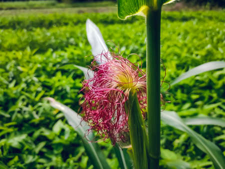 Maize, also known as corn, is a cereal grain first domesticated by indigenous peoples in southern Mexico about 10,000 years ago.の写真素材