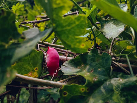 Coccinia grandis, the ivy gourd, also known as scarlet gourd, tindora and kowai fruit, is a tropical vine. It grows primarily in tropical climates and is commonly found in the southern Indian states,の写真素材