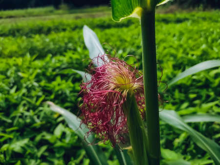 Maize, also known as corn, is a cereal grain first domesticated by indigenous peoples in southern Mexico about 10,000 years ago.の写真素材