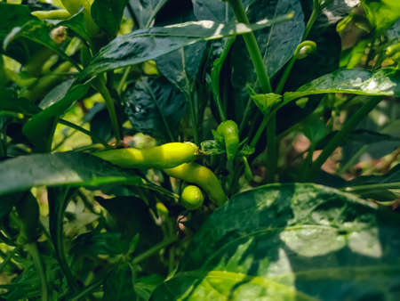 The chili pepper, from Nahuatl chÄ«lli, is the berry-fruit of plants from the genus Capsicum which are members of the nightshade family, Solanaceae.の写真素材