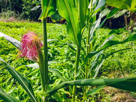 Maize, also known as corn, is a cereal grain first domesticated by indigenous peoples in southern Mexico about 10,000 years ago.の写真素材