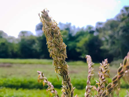 Maize, also known as corn, is a cereal grain first domesticated by indigenous peoples in southern Mexico about 10,000 years ago.の写真素材