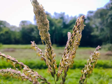 Maize, also known as corn, is a cereal grain first domesticated by indigenous peoples in southern Mexico about 10,000 years ago.の写真素材