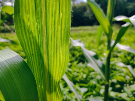 Maize, also known as corn, is a cereal grain first domesticated by indigenous peoples in southern Mexico about 10,000 years ago.の写真素材
