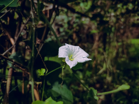 Coccinia grandis, the ivy gourd, also known as scarlet gourd, tindora and kowai fruit, is a tropical vine. It grows primarily in tropical climates and is commonly found in the southern Indian states,の写真素材
