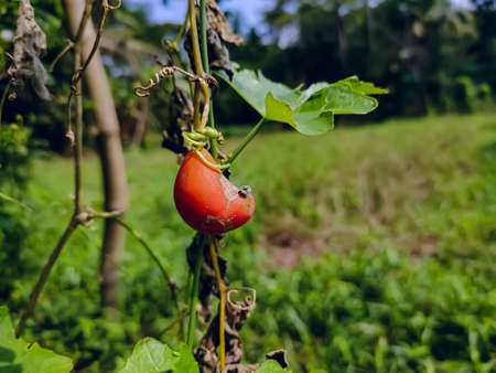 Coccinia grandis, the ivy gourd, also known as scarlet gourd, tindora and kowai fruit, is a tropical vine. It grows primarily in tropical climates and is commonly found in the southern Indian states,の写真素材