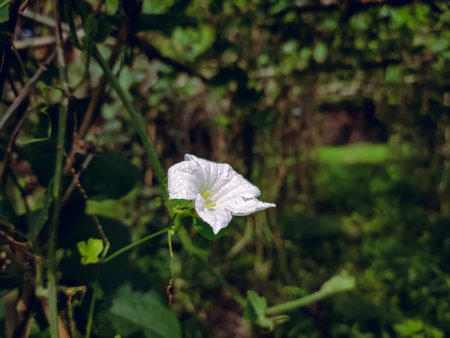 Coccinia grandis, the ivy gourd, also known as scarlet gourd, tindora and kowai fruit, is a tropical vine. It grows primarily in tropical climates and is commonly found in the southern Indian states,の写真素材