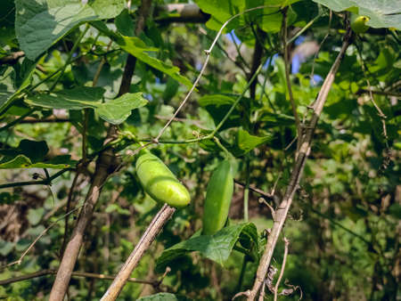 Coccinia grandis, the ivy gourd, also known as scarlet gourd, tindora and kowai fruit, is a tropical vine. It grows primarily in tropical climates and is commonly found in the southern Indian states,の写真素材