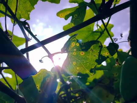 Coccinia grandis, the ivy gourd, also known as scarlet gourd, tindora and kowai fruit, is a tropical vine. It grows primarily in tropical climates and is commonly found in the southern Indian states,の写真素材