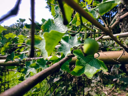 Coccinia grandis, the ivy gourd, also known as scarlet gourd, tindora and kowai fruit, is a tropical vine. It grows primarily in tropical climates and is commonly found in the southern Indian states,の写真素材