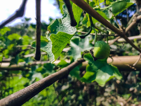 Coccinia grandis, the ivy gourd, also known as scarlet gourd, tindora and kowai fruit, is a tropical vine. It grows primarily in tropical climates and is commonly found in the southern Indian states,の写真素材