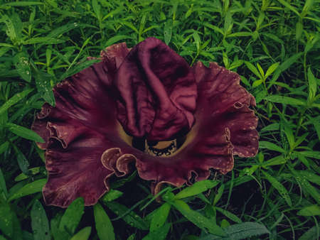 Amorphophallus paeoniifolius,is a tropical tuber crop grown primarily in Africa, South Asia, Southeast Asia and the tropical Pacific islands.の写真素材