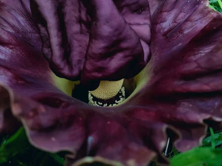 Amorphophallus paeoniifolius,is a tropical tuber crop grown primarily in Africa, South Asia, Southeast Asia and the tropical Pacific islands.の写真素材