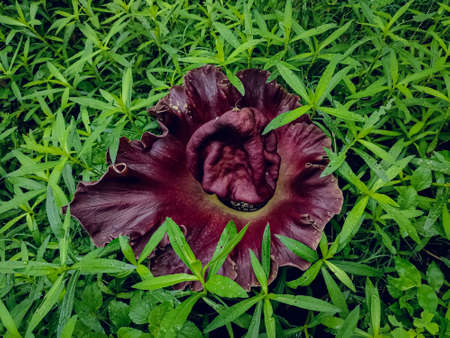 Amorphophallus paeoniifolius,is a tropical tuber crop grown primarily in Africa, South Asia, Southeast Asia and the tropical Pacific islands.の写真素材