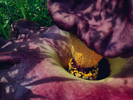 Amorphophallus paeoniifolius,is a tropical tuber crop grown primarily in Africa, South Asia, Southeast Asia and the tropical Pacific islands.の写真素材