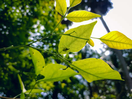 Aegle marmelos, commonly known as bael, also Bengal quince, golden apple, Japanese bitter orange, stone apple or wood apple, is a species of tree native to the Indian subcontinent and Southeast Asia.の写真素材
