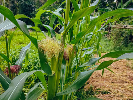 Maize, also known as corn, is a cereal grain first domesticated by indigenous peoples in southern...