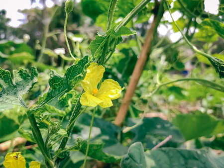 Momordica charantia is a tropical and subtropical vine of the family Cucurbitaceae, widely grown in Asia, Africa, and the Caribbean for its edible fruit.の写真素材