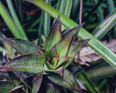 The pineapple is a tropical plant with an edible fruit and the most economically significant plant in the family Bromeliaceae. The pineapple is indigenous to South America.の写真素材