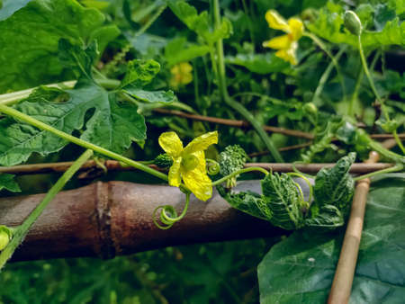Momordica charantia is a tropical and subtropical vine of the family Cucurbitaceae, widely grown in Asia, Africa, and the Caribbean for its edible fruit.の写真素材
