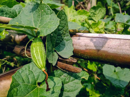 Trichosanthes dioica, also known as pointed gourd, is a vine plant in the family Cucurbitaceae, similar to cucumber and squash, though unlike those it is perennial.の写真素材