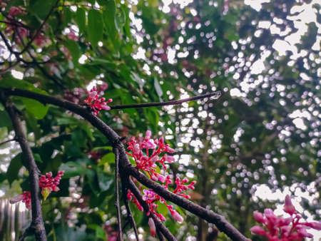 Carambola, also known as star fruit or 5 fingers, is the fruit of Averrhoa carambola, a species of tree native to tropical Southeast Asia.の写真素材