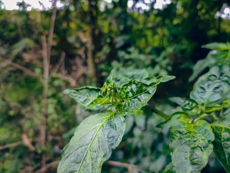 Hymenopus coronatus is a mantis from the tropical forests of Southeast Asia. It is known by various...