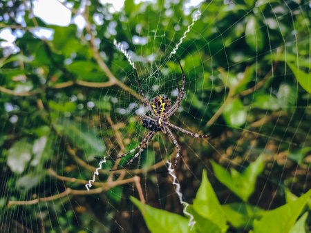 Argiope anasuja, is a species of harmless orb-weaver spider found from the Seychelles to India, Pakistan and Sri Lanka, and in the Maldives.の写真素材