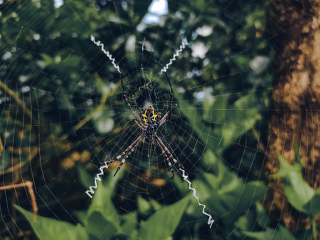 Argiope anasuja, is a species of harmless orb-weaver spider found from the Seychelles to India, Pakistan and Sri Lanka, and in the Maldives.の写真素材