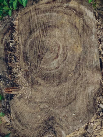 This is a cutting trees trunk surface macro shot in the morning.の写真素材