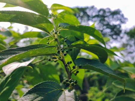 Trema is a genus of about 15 species of evergreen trees closely related to the hackberries, occurring in subtropical and tropical regions of southern Asia, northern Australasia, Africa,の写真素材