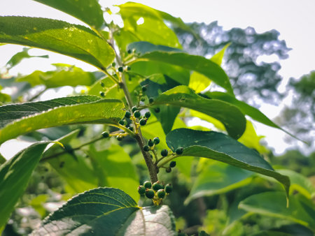 Trema is a genus of about 15 species of evergreen trees closely related to the hackberries, occurring in subtropical and tropical regions of southern Asia, northern Australasia, Africa,の写真素材