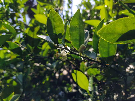The lemon (Citrus limon) is a species of small evergreen tree in the flowering plant family Rutaceae, native to South Asia, primarily Northeast India.の写真素材