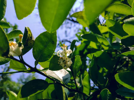 The lemon (Citrus limon) is a species of small evergreen tree in the flowering plant family Rutaceae, native to South Asia, primarily Northeast India.の写真素材