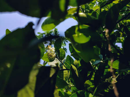 The lemon (Citrus limon) is a species of small evergreen tree in the flowering plant family Rutaceae, native to South Asia, primarily Northeast India.の写真素材