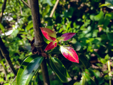 Cinnamon is a spice obtained from the inner bark of several tree species from the genus Cinnamomum.の写真素材