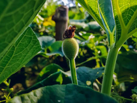Calabash, also known as bottle gourd, white-flowered gourd, long melon, birdhouse gourd, New Guinea bean and Tasmania bean, is a vine grown for its fruit.の写真素材