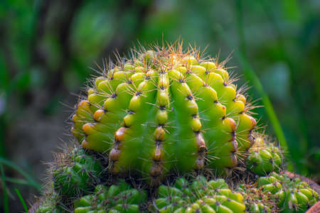 Echinopsis oxygona is a species of flowering plant in the cactus family Cactaceae, native to South Brazil, Uruguay and northern Argentina.の写真素材