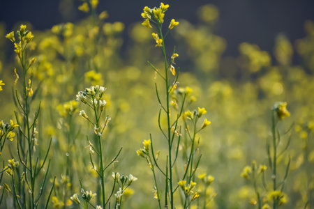 The mustard plant is a plant species in the genera Brassica and Sinapis in the family Brassicaceae. Mustard seed is used as a spice.の写真素材