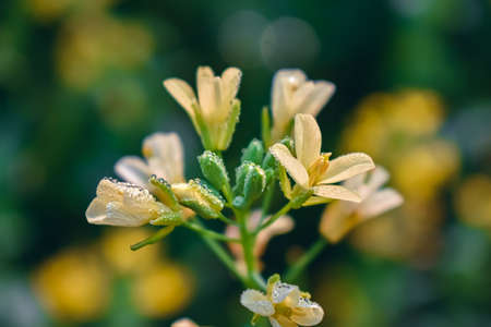 The mustard plant is a plant species in the genera Brassica and Sinapis in the family Brassicaceae....