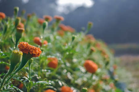 Tagetes is a genus of annual or perennial, mostly herbaceous plants in the sunflower family...
