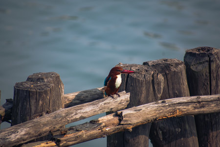 Kingfishers or Alcedinidae are a family of small to medium-sized, brightly colored birds in the...